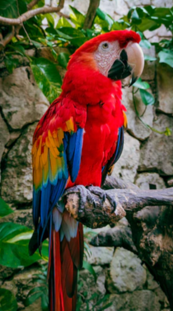 Zuidelijk Oriëntatiepunt grote Oceaan Drie papagaaien te koop (zelfspot anekdote) - Adjustintime : Adjustintime
